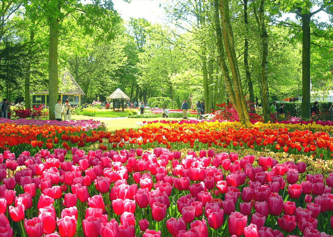 The Blooming Tulip Fields of Aksu-Zhabagly in Spring